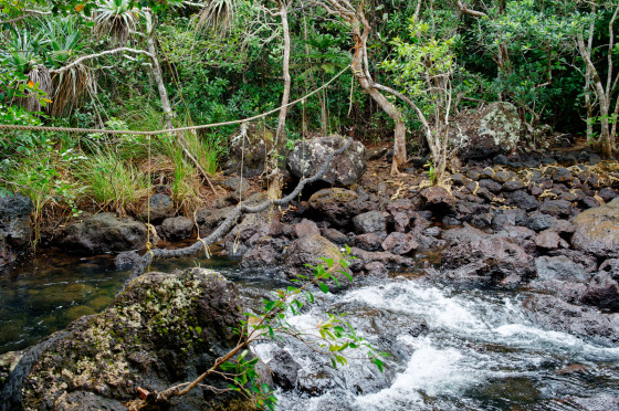 Pont de singe