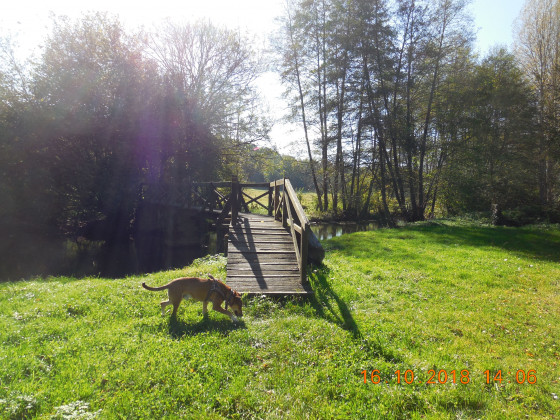 pont en bois