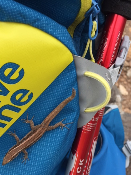 Ponta de sao Lourenço