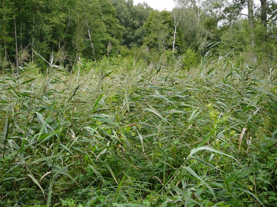 Population de phragmites dans la roselière