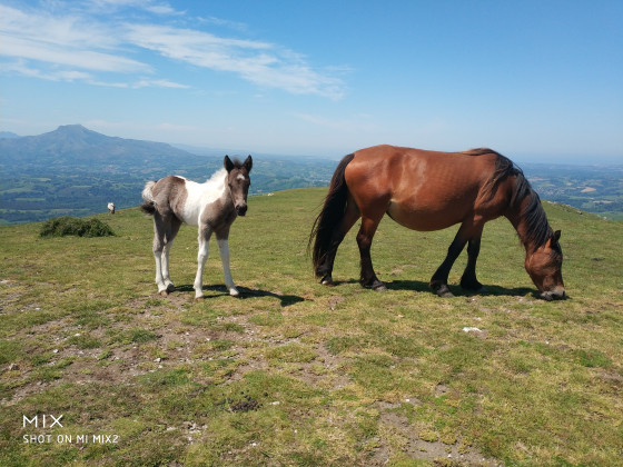 Pottok et son poulain