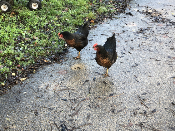 Poules noires Noirans