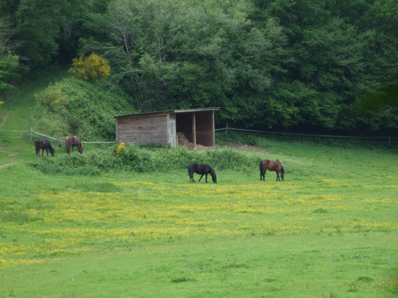 Prairie à chevaux
