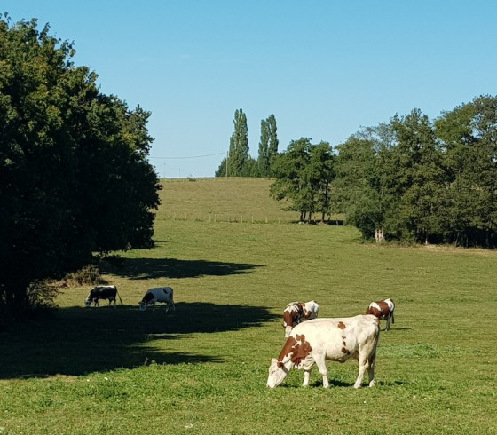 Prairie de Montpont en Bresse