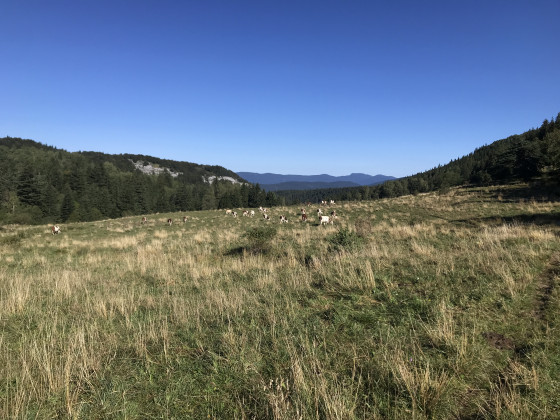 Prairie derrière la bergerie de la Fauge