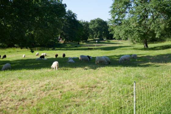 Prairie du parc : &agrave; tondre !