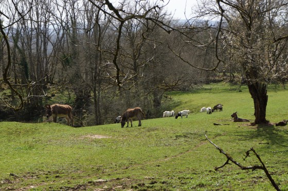 Prairie et troupeau