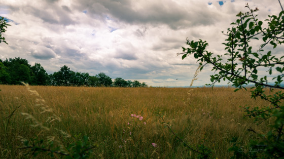 Prairie fleurie sur le plateau