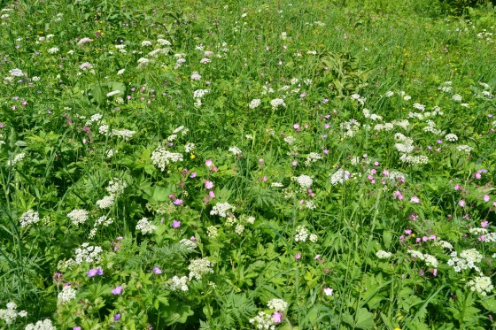 prairie fleurie