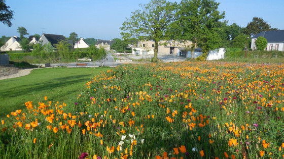 prairie fleurie