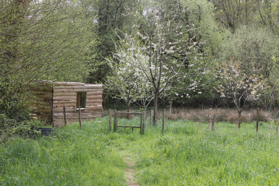 Prairie fleurie