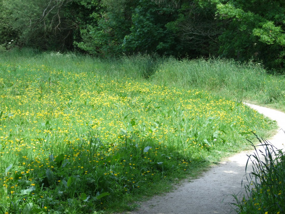 Prairie fleurie