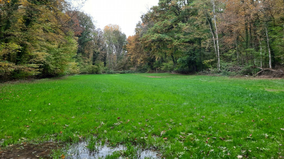 Prairie humide du Lutterbach