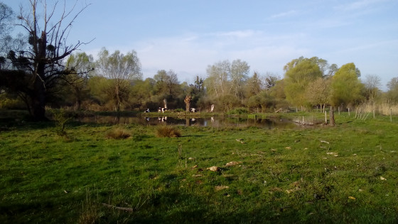 Prairie humide