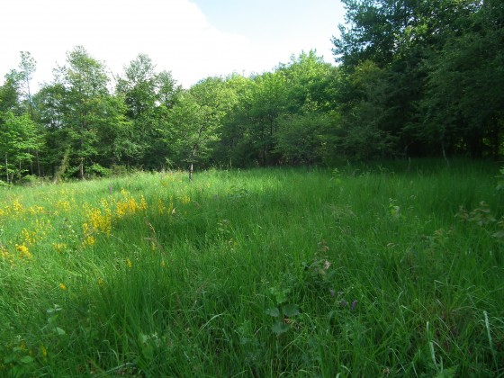 Prairie marneuse