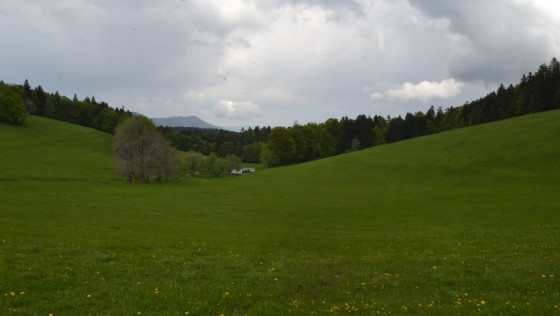 Prairie verdoyante du départ