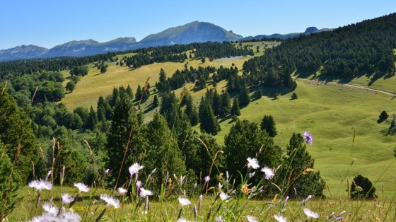 Prairie