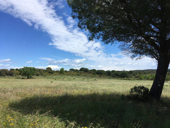 Prairie