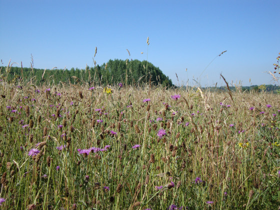 Prairie alluviale