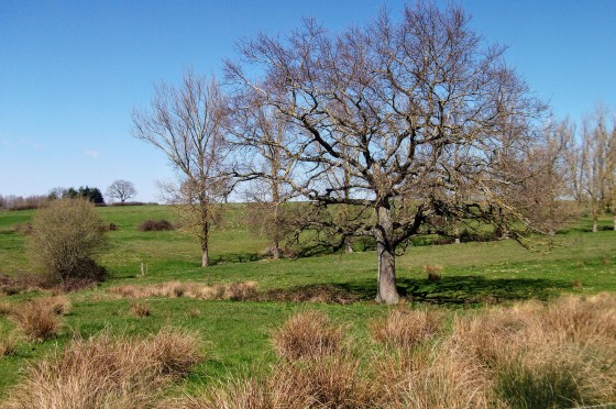 Prairies et fruitiers