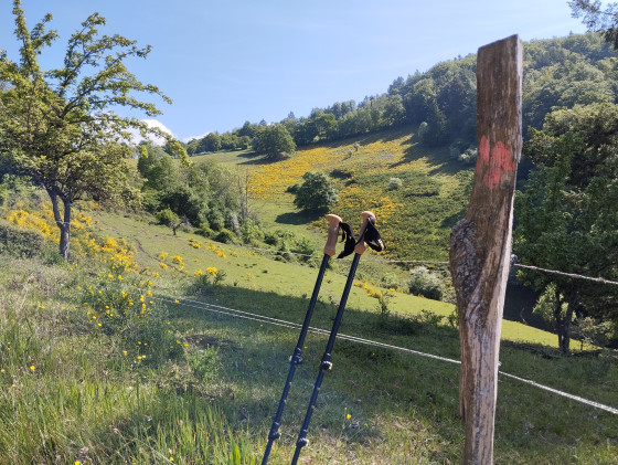 Prairies et genêts au printemps