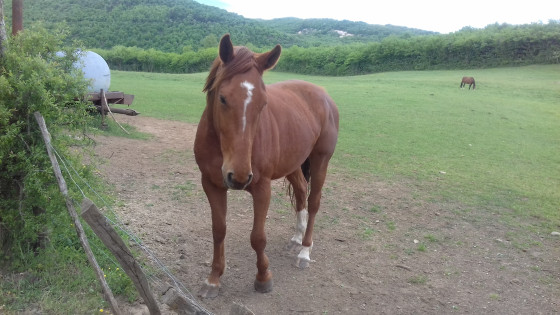 Chevaux