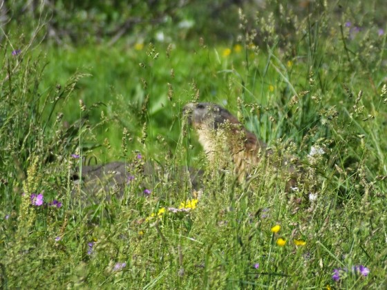 Première marmotte