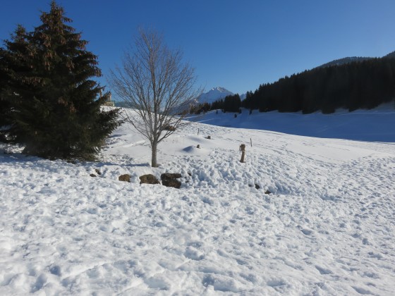 Près de la maison du Plateau