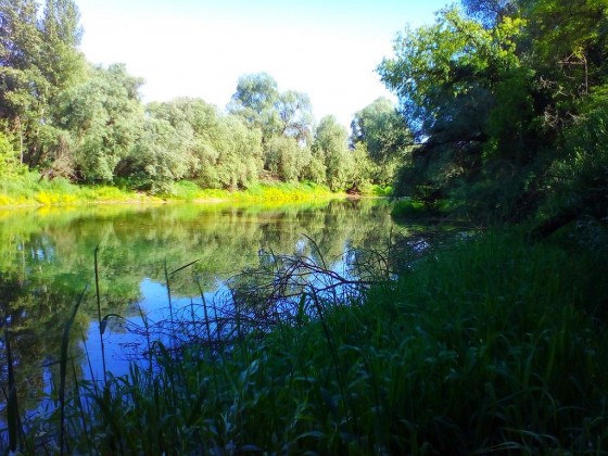 Près de la rive du Vieux Rhin