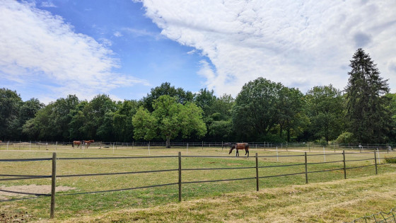 Prés des chevaux