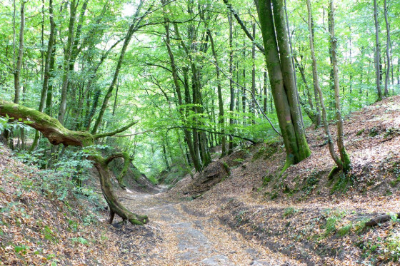 Près du calvaire, au dessus de Trépail.
