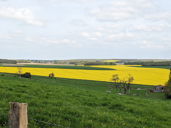 Prés et champs de colza