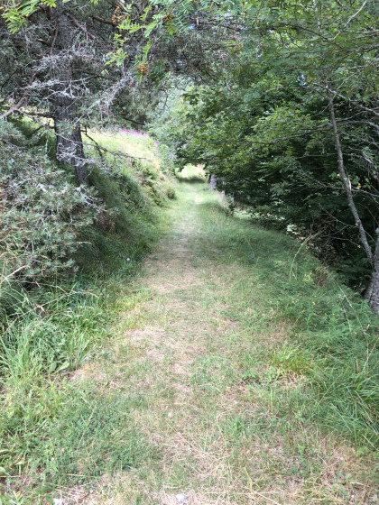 Presque un sous bois!