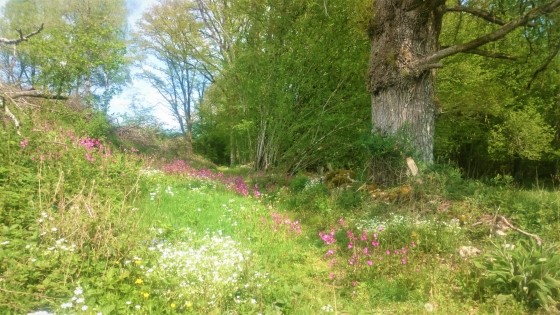 Printemps sur le sentier