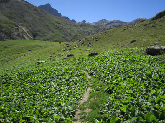 Profusion d\'oseille des Alpes