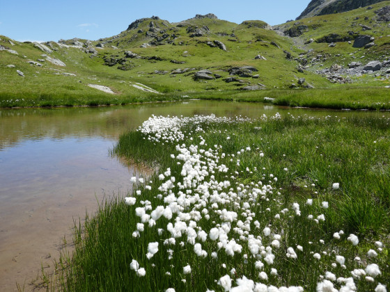 Profusion de linaigrettes dans les tourbières