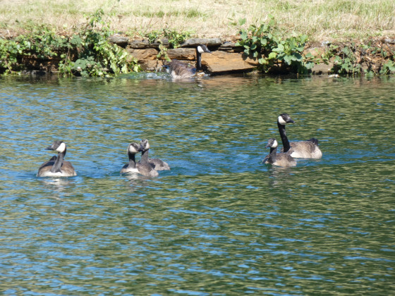 promenade en famille