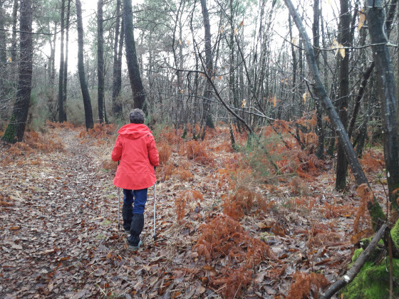 Promenons-nous dans les bois...de Pinieux