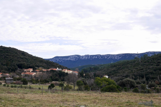 Prugnanes