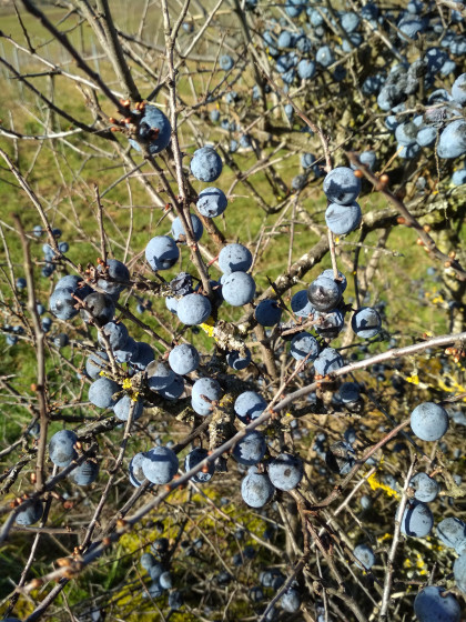 Prunelles