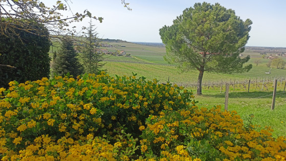 Puymerle