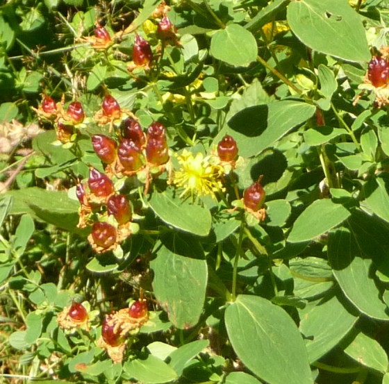 Quelle est cette fleur ?