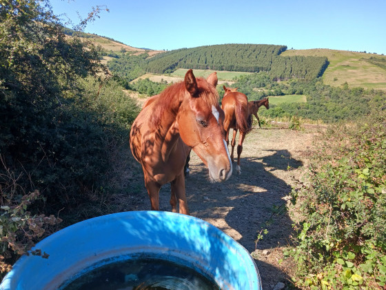 quelques chevaux