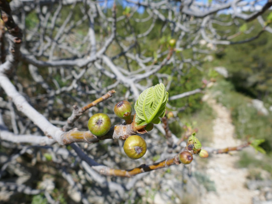 Quelques figues