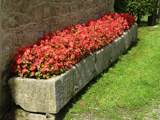 Quelques fleurs