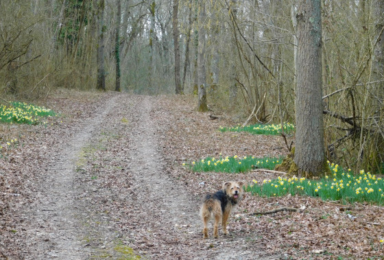 Quelques jonquilles