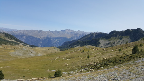 Quelques moutons sur les hauteurs en amor&ccedil;ant la descente