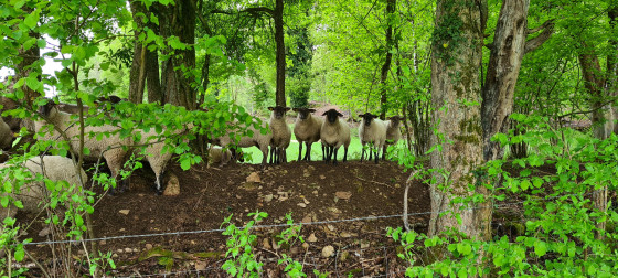 Quelques moutons