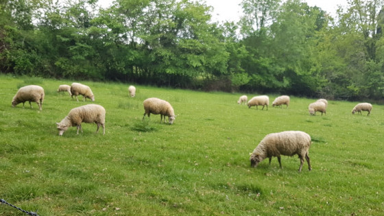 Quelques moutons .
