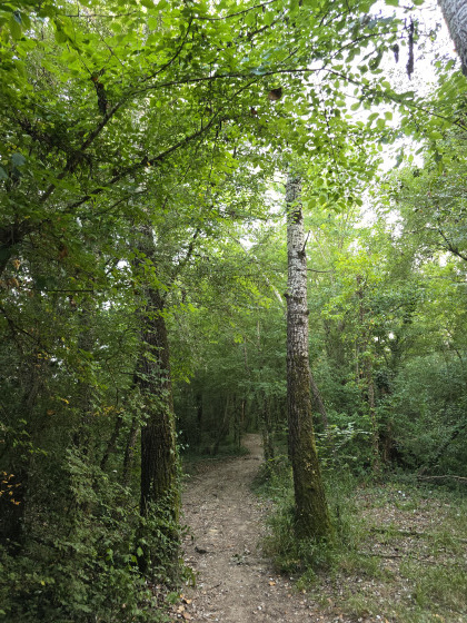 Sous-bois